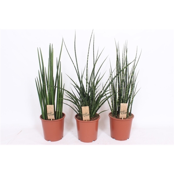 <h4>Sansevieria Luxe mix</h4>