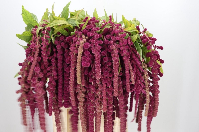 <h4>Amaranthus Caudatus Rosary</h4>