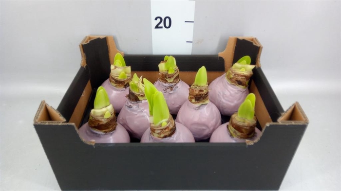 <h4>Hippeastrum   ...waxed H%</h4>
