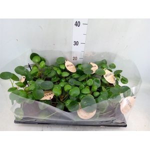 Pilea peperomoides