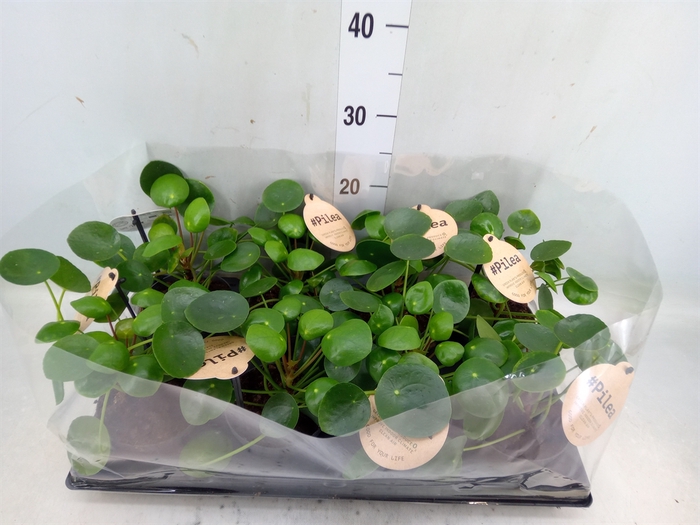 <h4>Pilea peperomoides</h4>