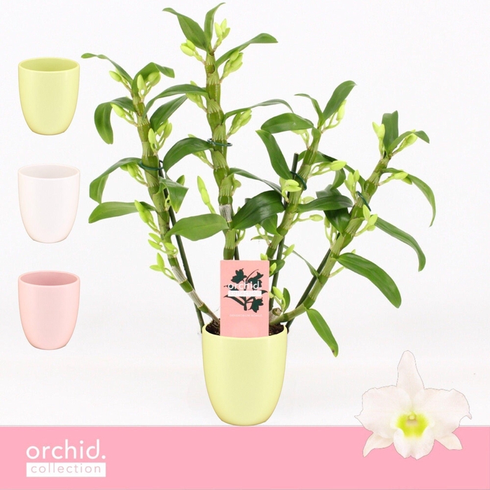 <h4>Dendrobium Nobilé, Apollon 4-spike Compact in Lotte Mix 'Orchid Collection'</h4>
