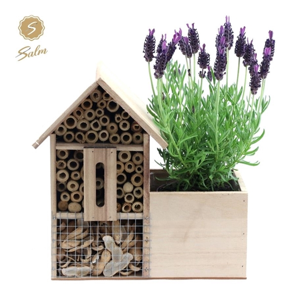 Lavandula st. 'Anouk'® Collection P10,5 in Insect Hotel