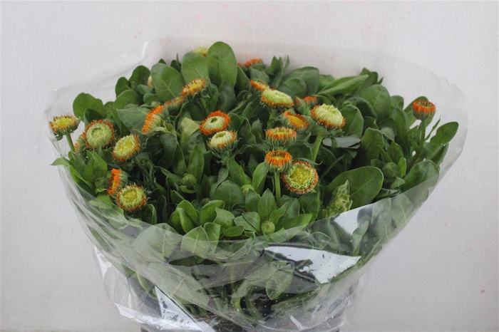 <h4>Calendula Orange Extra P Stem</h4>
