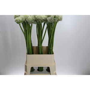 Allium White Giant