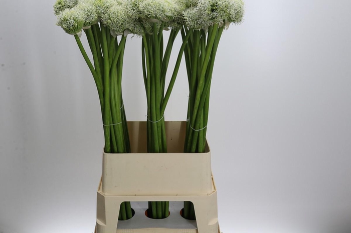 <h4>Allium White Giant</h4>