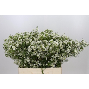 Chamelaucium Grace