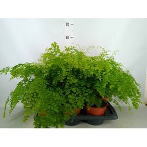 Adiantum raddi. 'Fragrans'