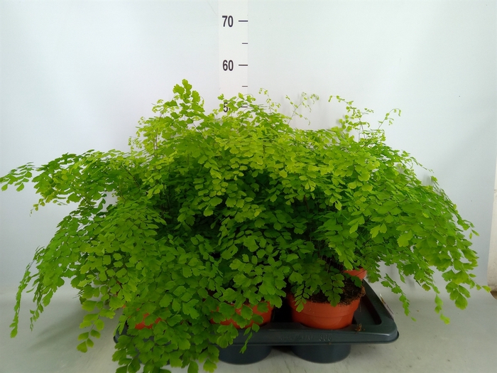 <h4>Adiantum raddi. 'Fragrans'</h4>