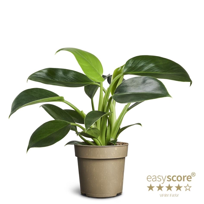 <h4>PHILODENDRON ERUBESCENS P 11 GREEN PRINCES</h4>