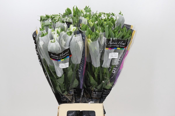 <h4>Alstroemeria Florinca Charmelia White</h4>