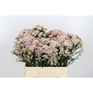 Ozoth Cooks Tall Pink