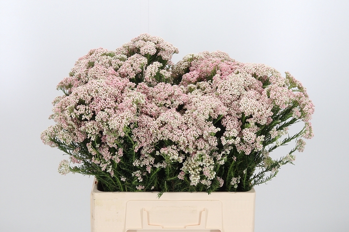 <h4>Ozoth Cooks Tall Pink</h4>