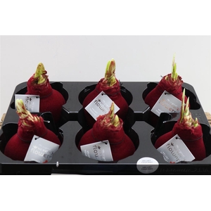 Hippeastrum Wax Velvet Bordeaux x6
