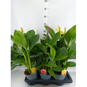 Canna  'Cannova'   ...mix