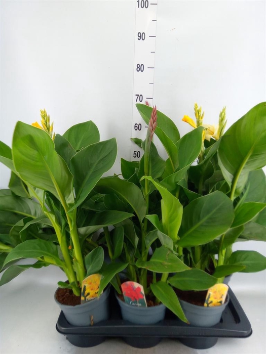 <h4>Canna  'Cannova'   ...mix</h4>