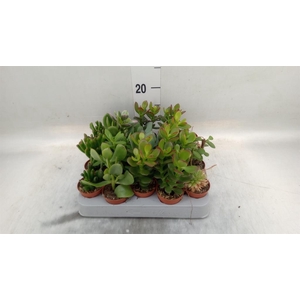 Crassula   ...mix