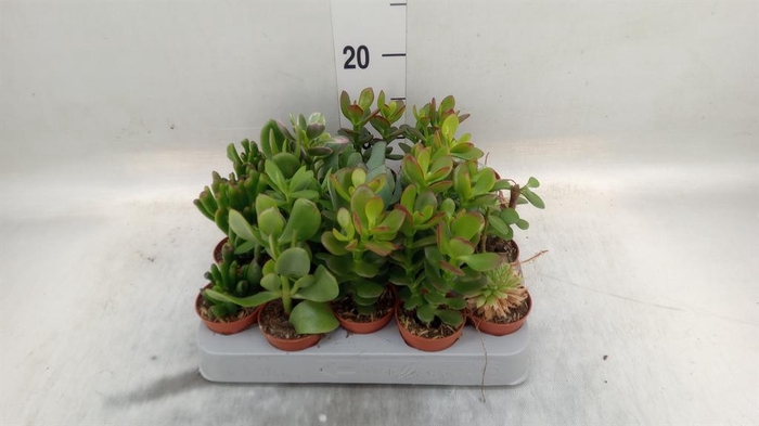 <h4>Crassula   ...mix</h4>