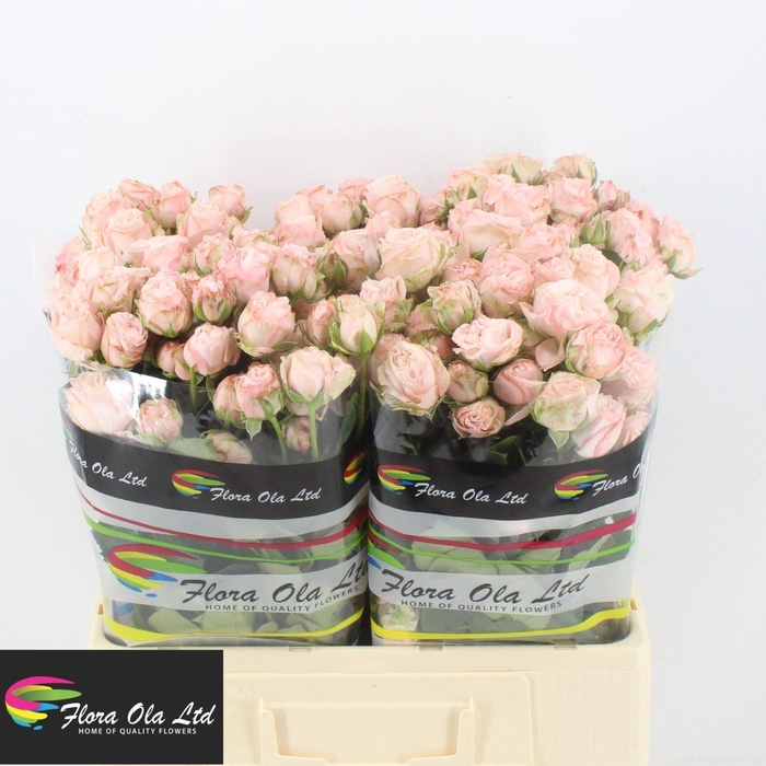 <h4>ROSA TR 'BOMBASTIC'</h4>