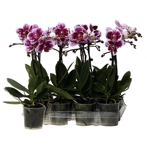 Kolibri Orchids Phalaenopsis Spotty 1 spike
