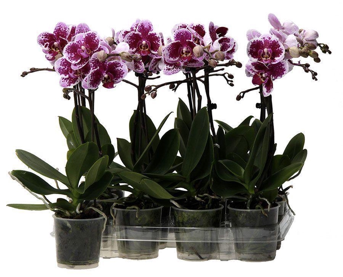 <h4>Kolibri Orchids Phalaenopsis Spotty 1 spike</h4>
