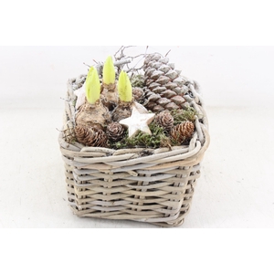 arr4 Hyacint MB - Kubu 4kant 285/6