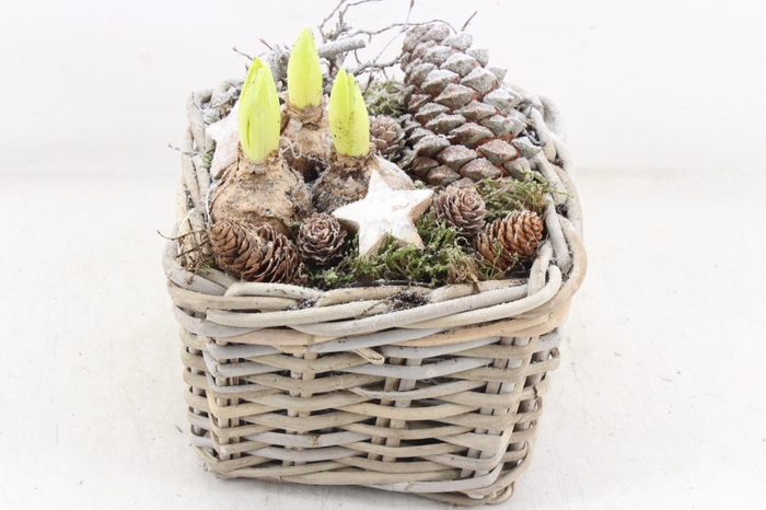 <h4>arr4 Hyacint MB - Kubu 4kant 285/6</h4>