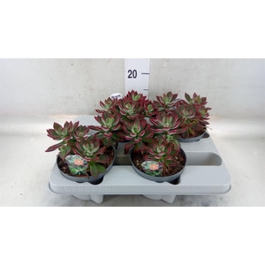 Echeveria pulvinata 'Devotion'