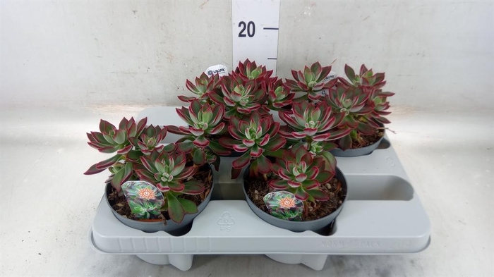 <h4>Echeveria pulvinata 'Devotion'</h4>