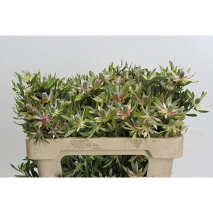 Leucadendron Ayoba Star Pearl