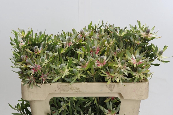 <h4>Leucadendron Ayoba Star Pearl</h4>