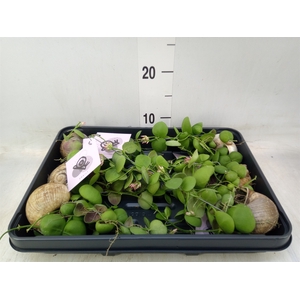 Arr.  Dischidia