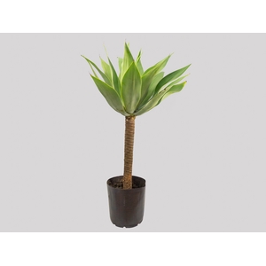 AGAVE ATTENUATA VASO 18L