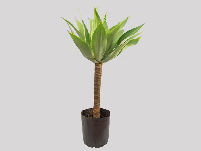 <h4>AGAVE ATTENUATA VASO 18L</h4>