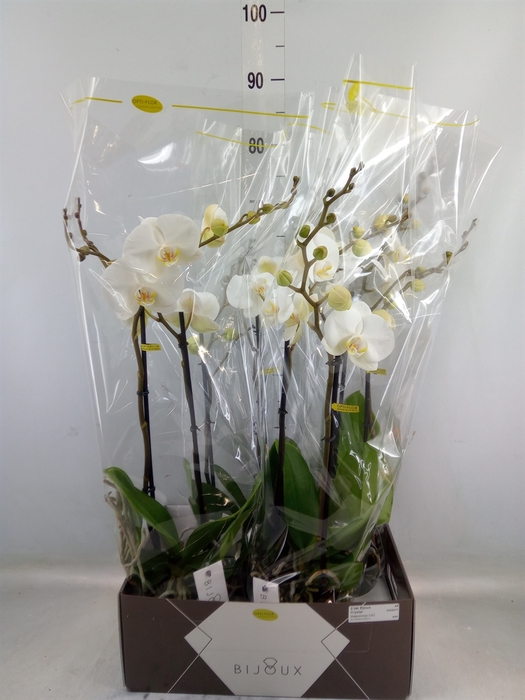 <h4>Phalaenopsis   ...white</h4>