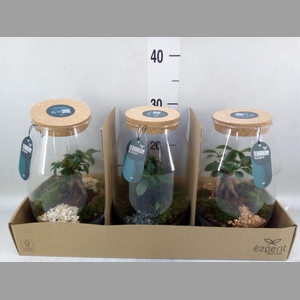 Arr.    Planten  H%