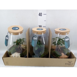 Arr.    Planten  H%