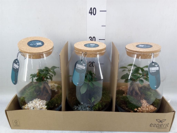 <h4>Arr.    Planten  H%</h4>