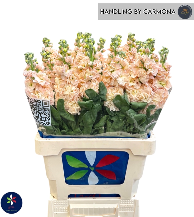 Matthiola incana 'Iron Apricot'