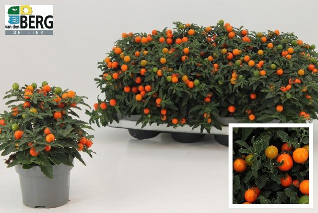 <h4>SOLAN PSEUDOCAPSIC</h4>