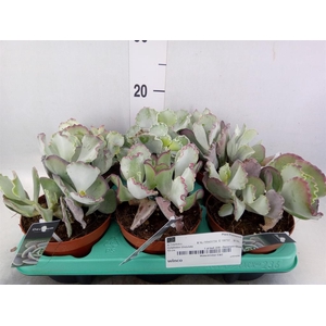 Cotyledon undulata