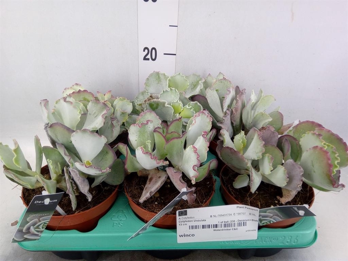 <h4>Cotyledon undulata</h4>