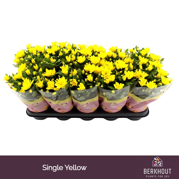 <h4>Chrysant Heat Yellow</h4>