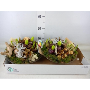 Arr.   Bol/Knolgewas L%