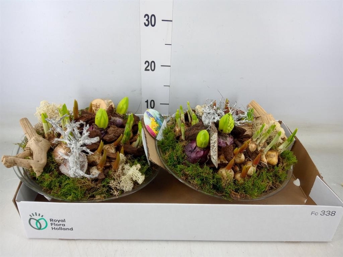 <h4>Arr. Bol/Knolgewas L%</h4>