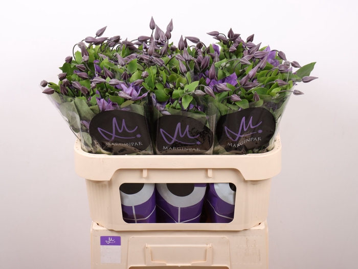 <h4>Clematis Amazing Sofia</h4>