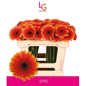 Germini Otis Water