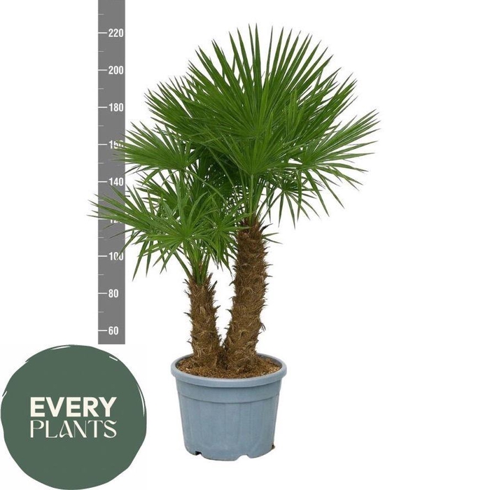 <h4>TRACHYC FORTUNEI</h4>