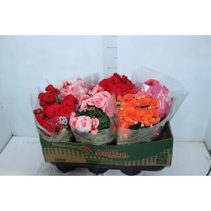 BEGONIA P15