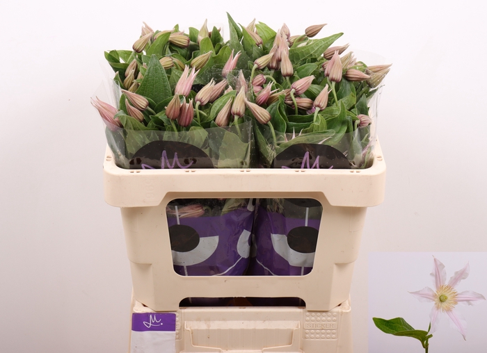 <h4>Clematis Amazing Kansas Marginpar</h4>